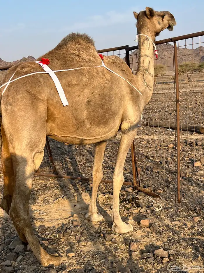 ساحليه تحتها بكره ناقه لبن ب 10500 يبلاش 5