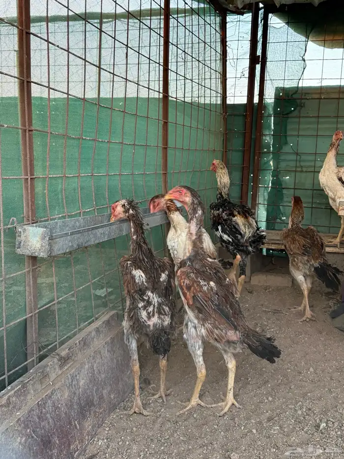 دجاج شامو ياباني 4