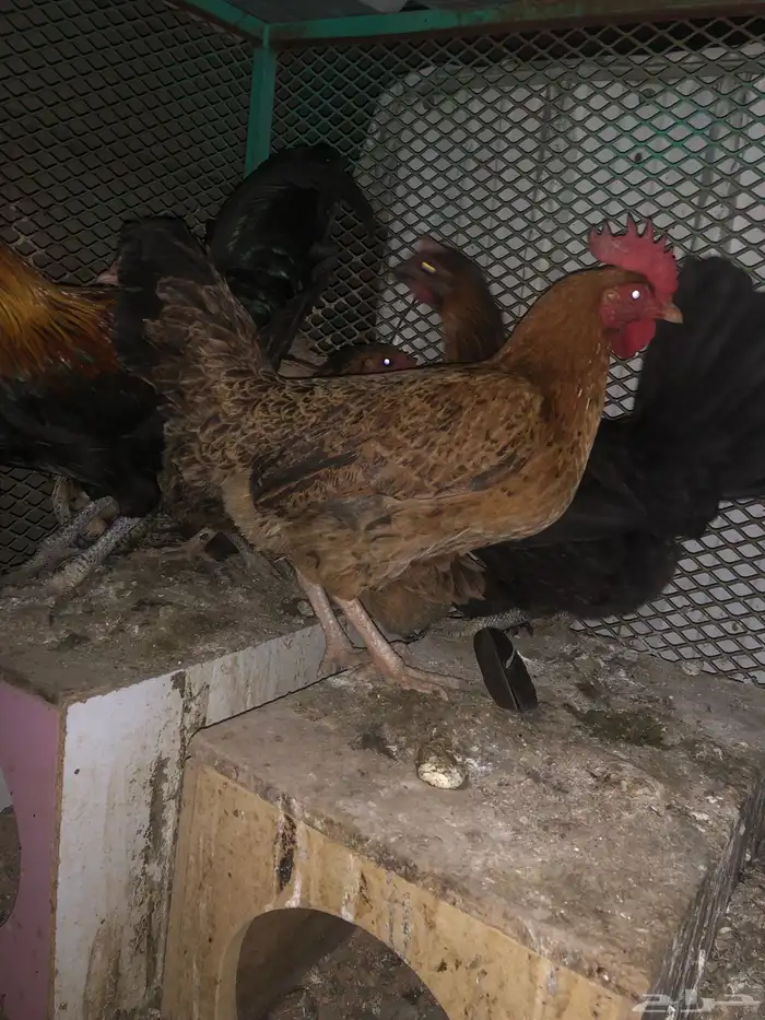 دجاج بلدي تم البيع 1