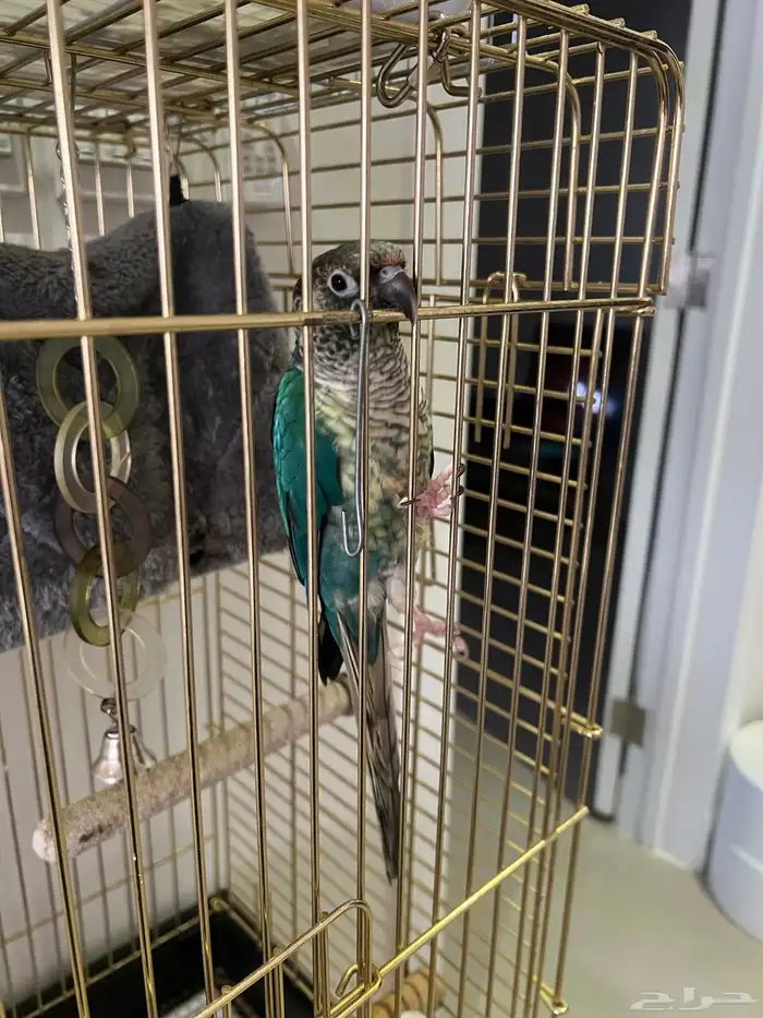 ببغاء كنيور 0