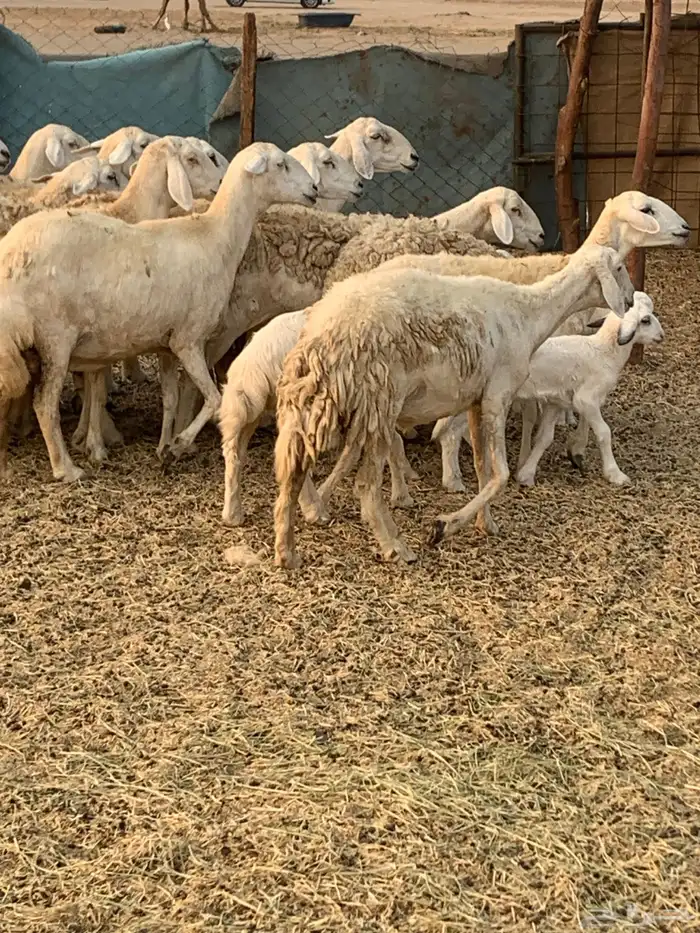 للبيع غنم حريات مواليد ودفيع 9