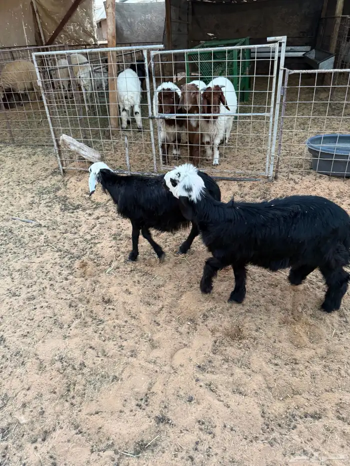 بهم خروف رخل 0