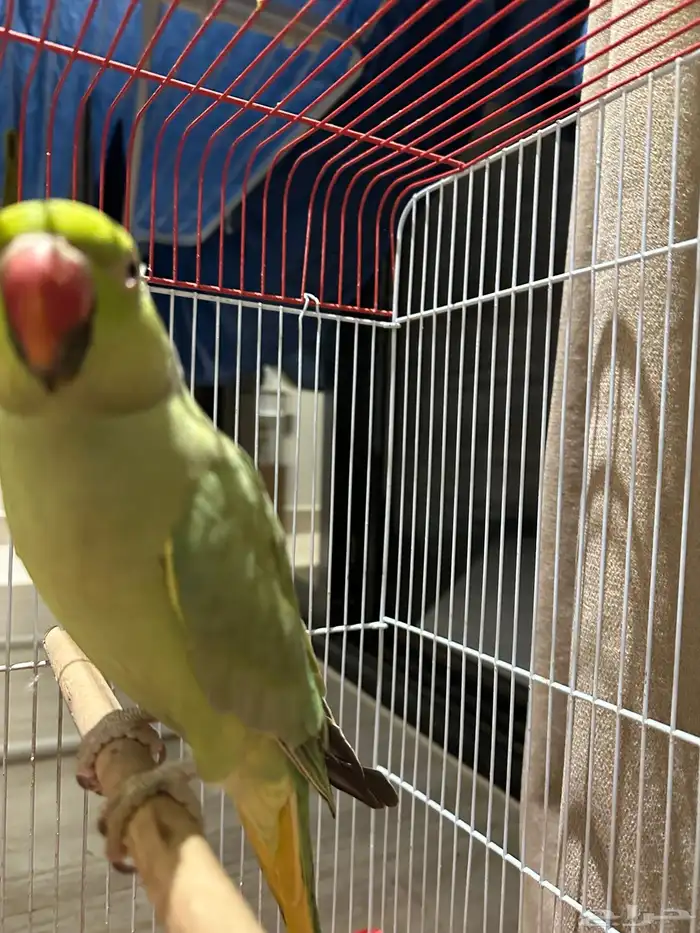 ببغاء الدرة 0