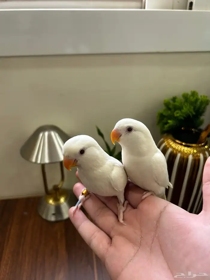 زوج روز البينو عيون حمراء 1