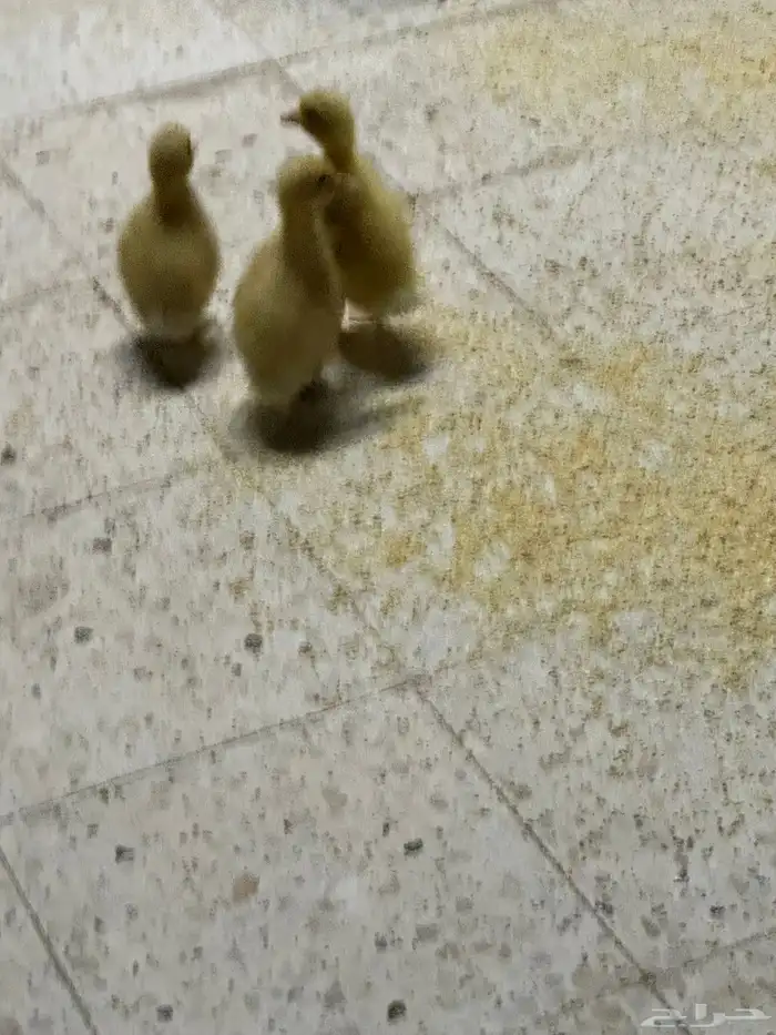 كتكوت بط كتاكيت وز 4