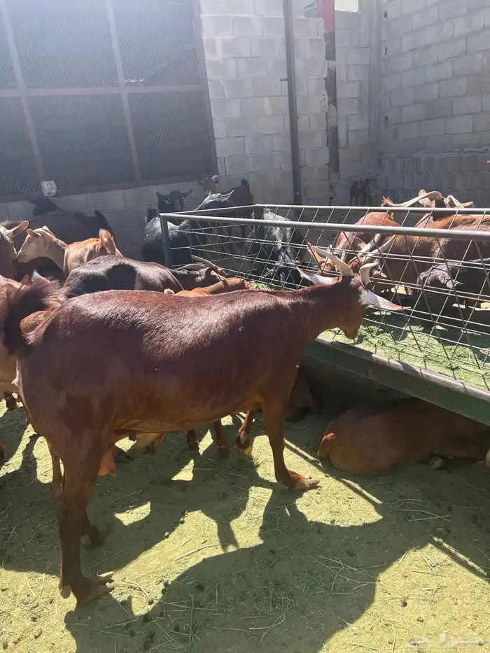 معزاء حص دهم كفوو 1