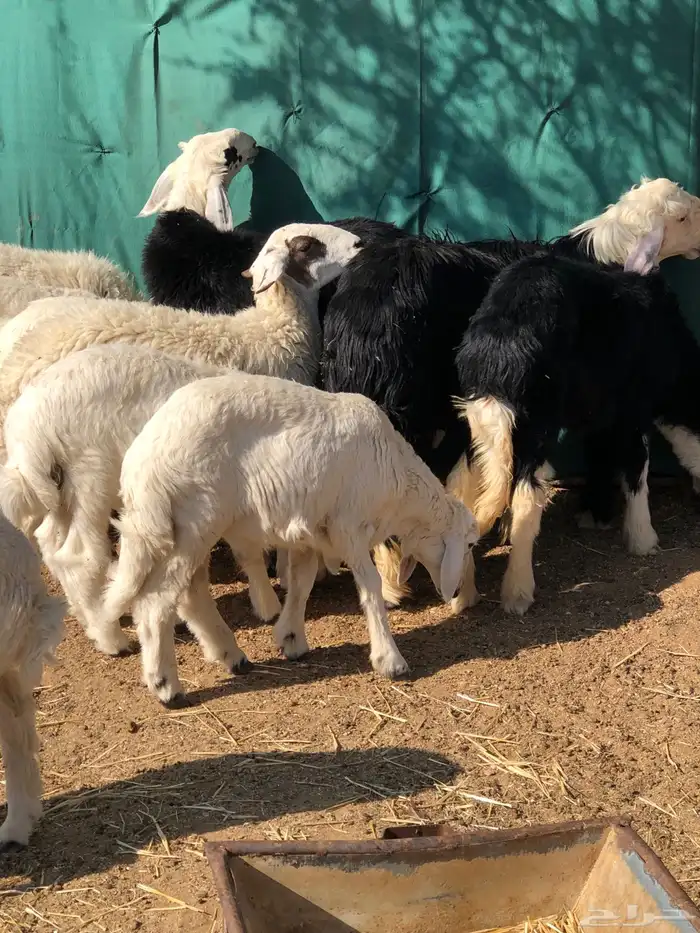 القويعيه الرويضه بالعرض 2