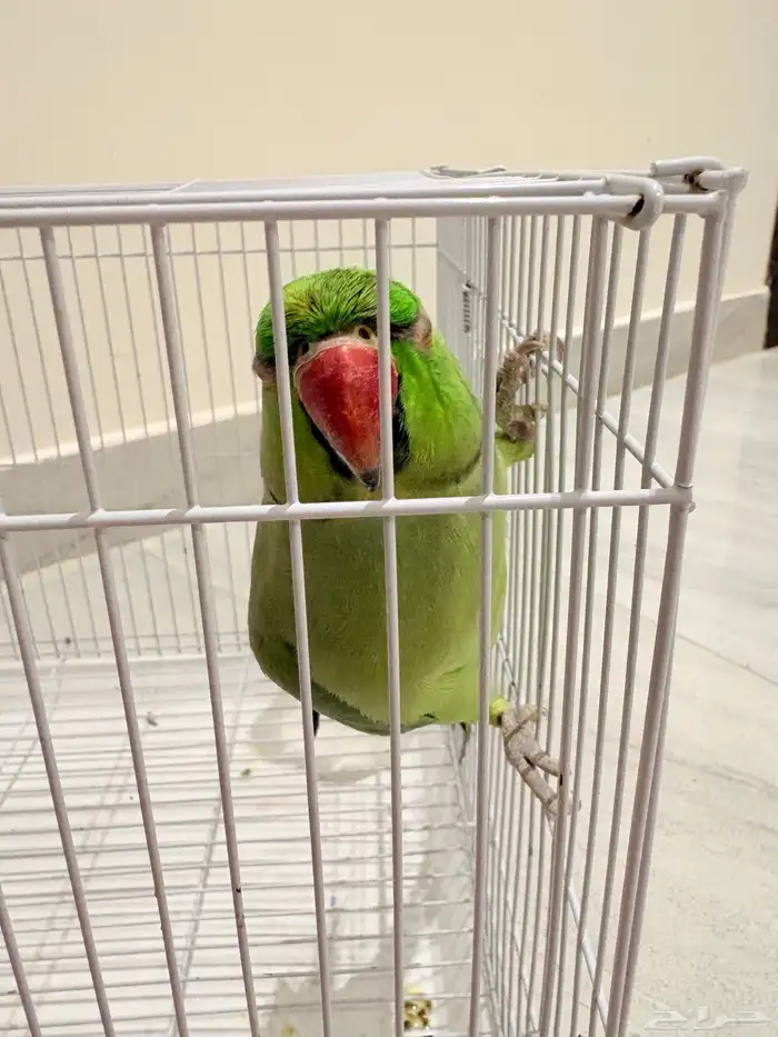 ببغاء درة يتكلم 0