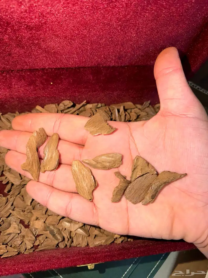 عود مروكي دقه وميني 1