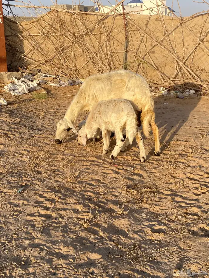 نعجه صفرا عليها خروفين 1
