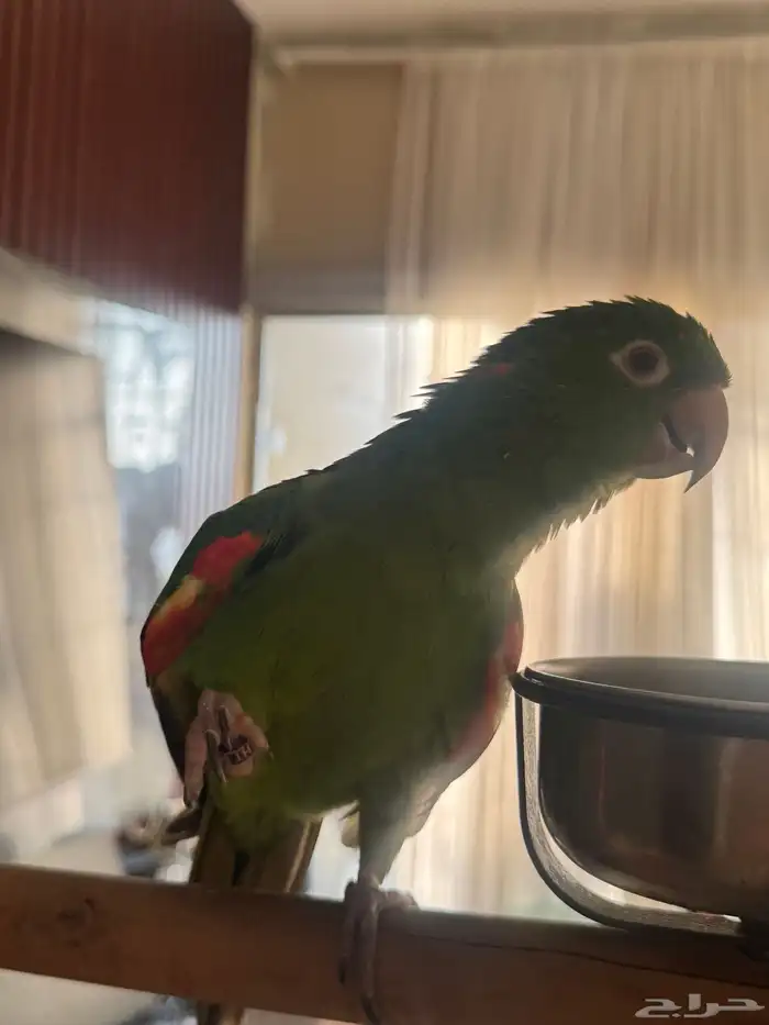 ببغاء كنيور وايت اي من النوادر 3