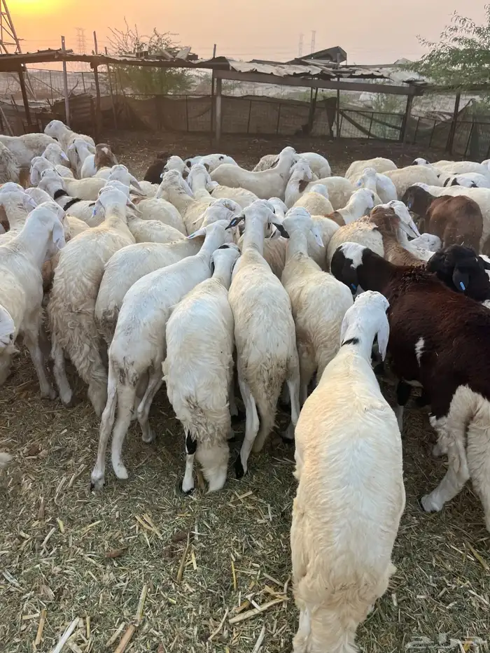 سواكن تربيه 7