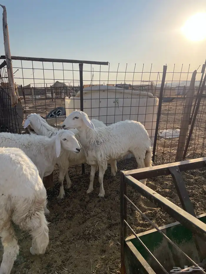 رخال صنف حرش مراح 6