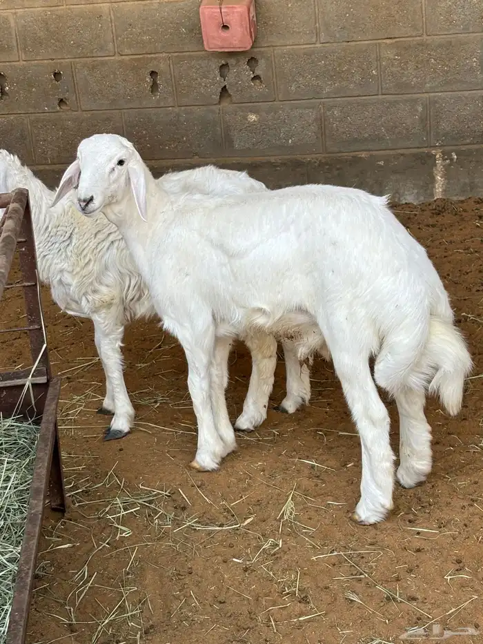 حري مشروع فحل 2