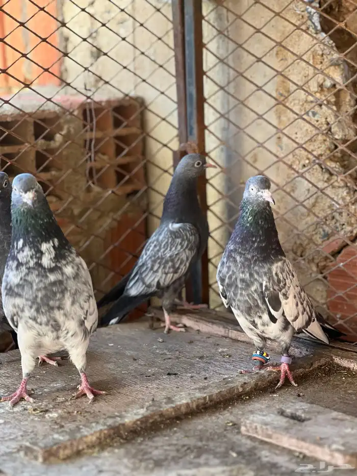 حمام بكساتني 8