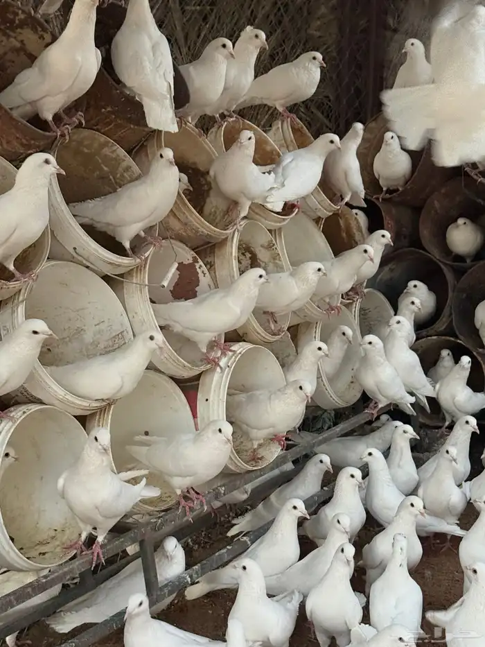 حمام فرنسي 0