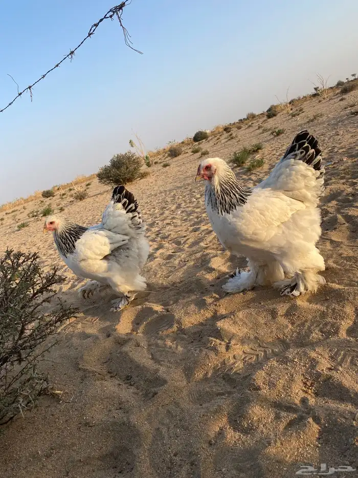 دجاج كولومبي 3