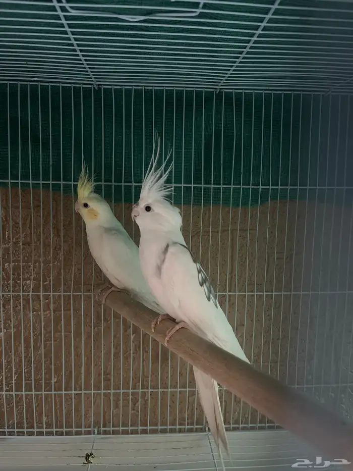 جوز كروان تركيب جديد 0