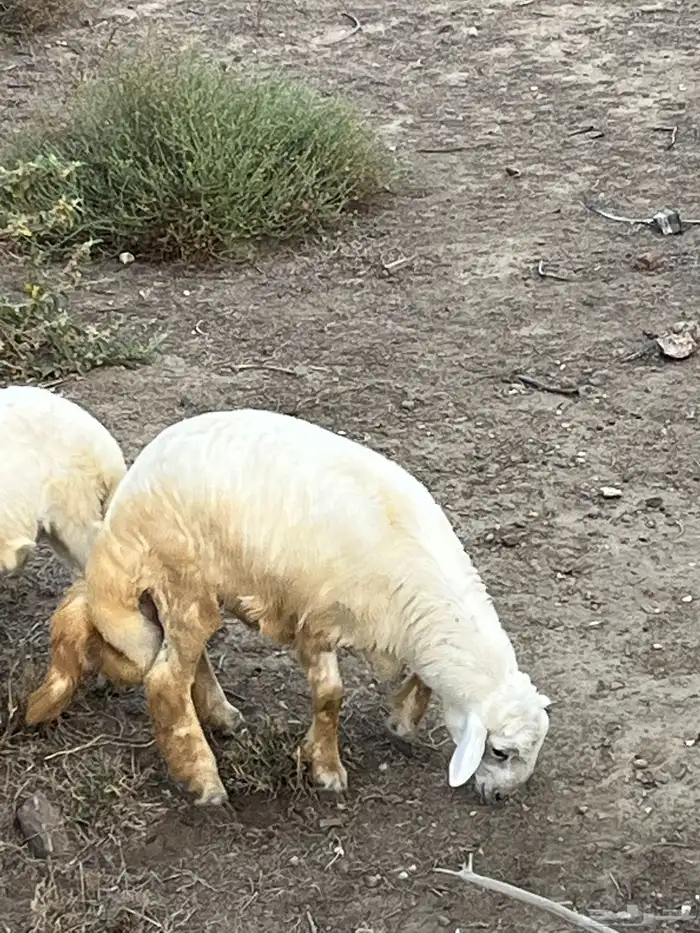 طليان في بلجرشي 4