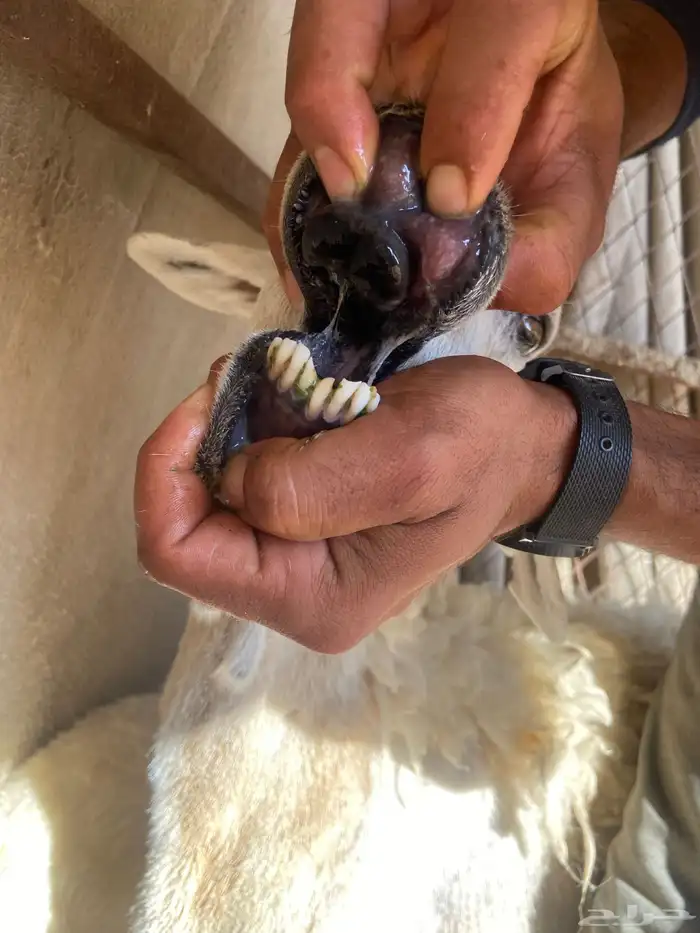 للبيع حريه مع بنتها 1