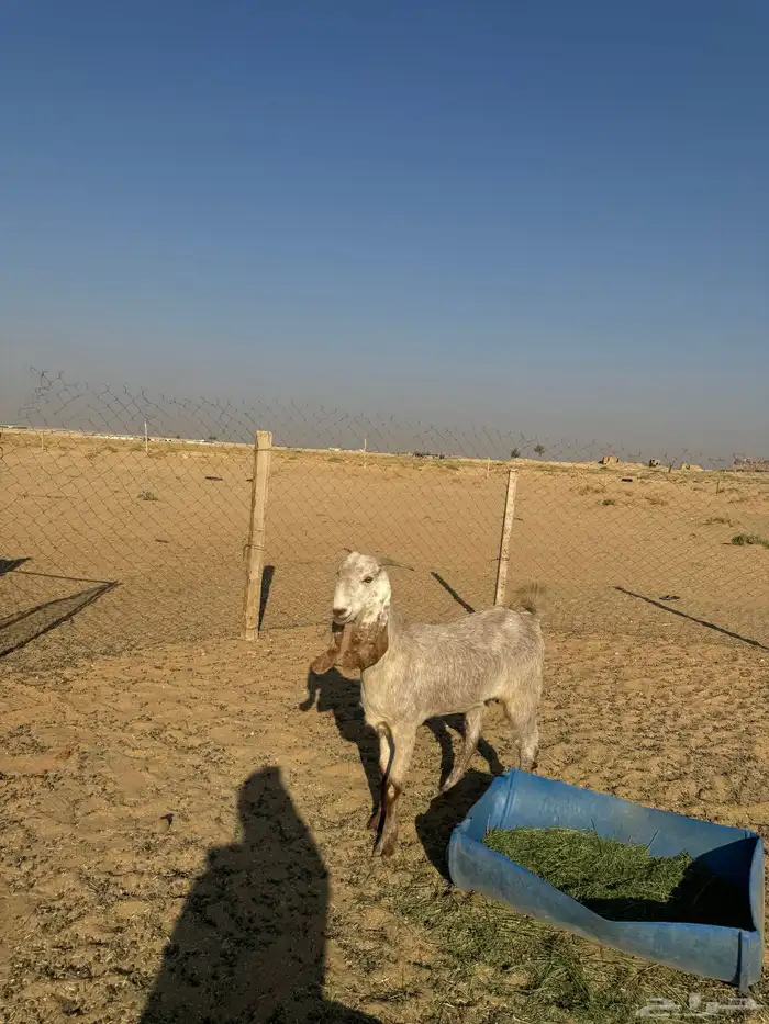 عنز ثنيه طيبه جدا فاخره العنز مقروعه لها حول شهر 4