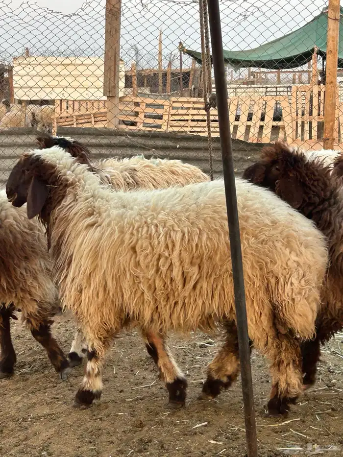 ذبايح وتمايم 0