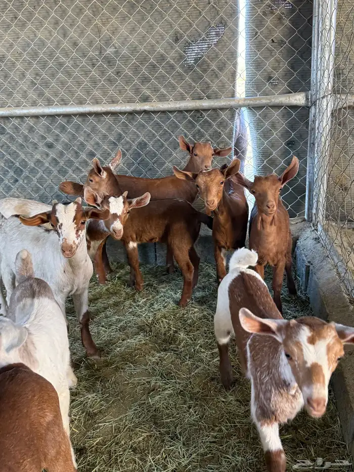 عرس ( تيوس و عنقان حص ) 2