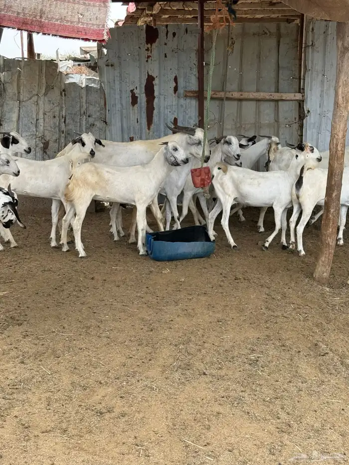 10 جفار بيشيه فاااخرة للي بيأسس مراح 10