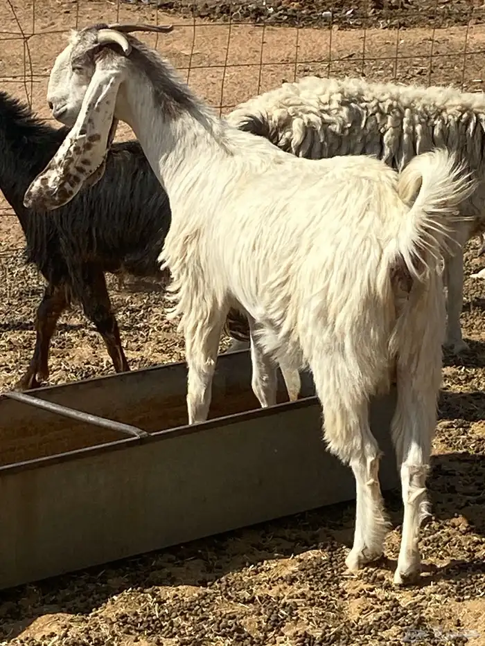 معزى مشروكات 2