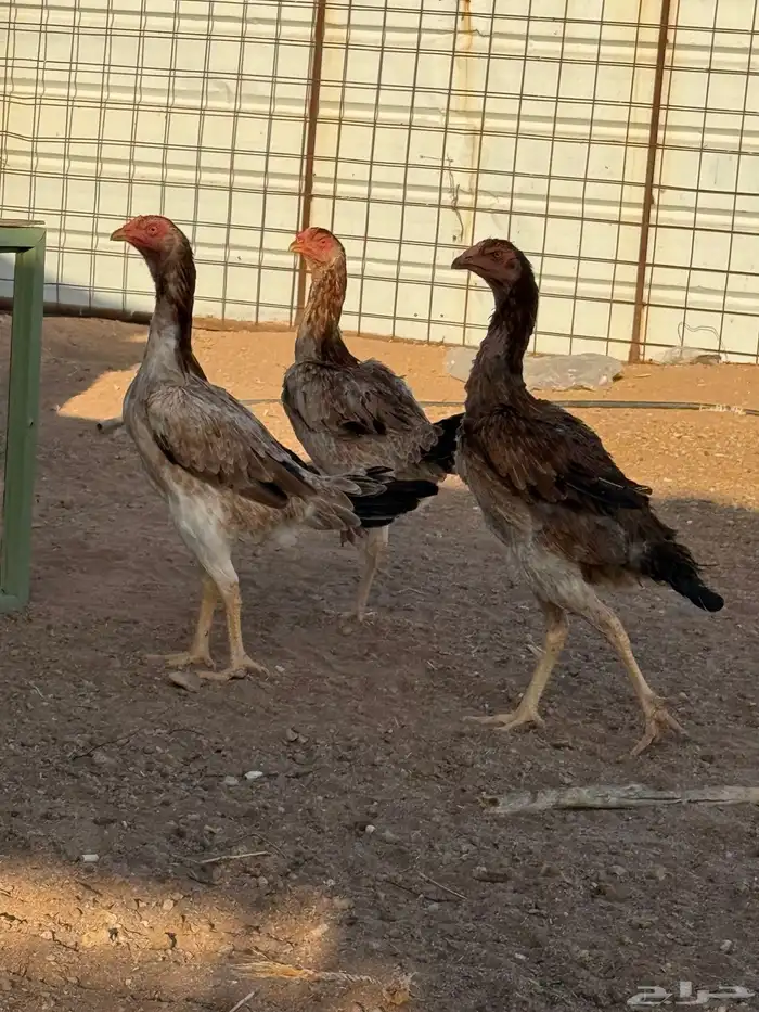 دجاج شامو ياباني 17