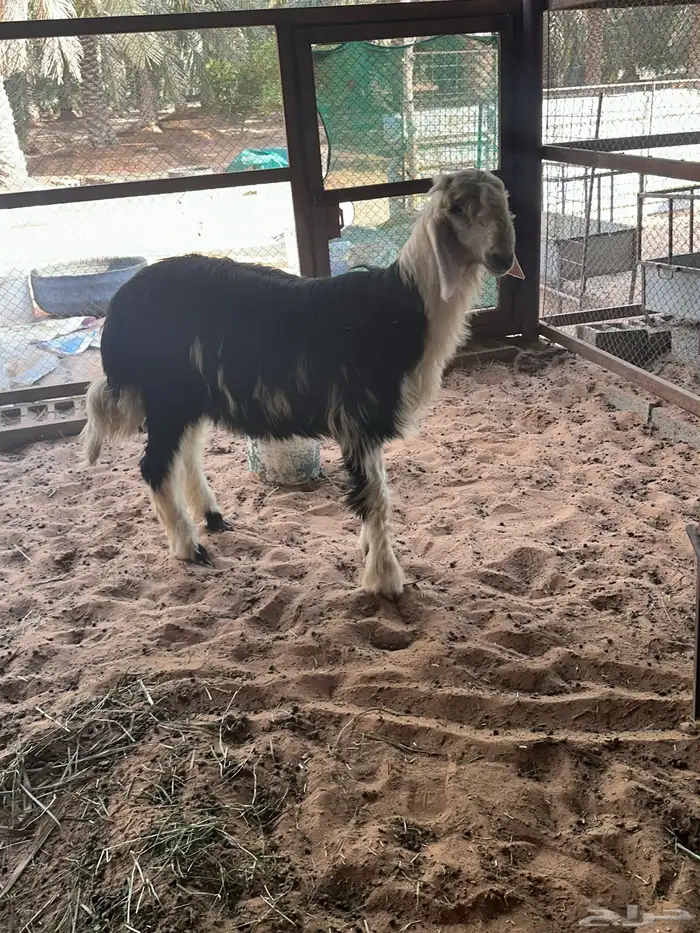 للبيع مشروع فحل كفووو 0