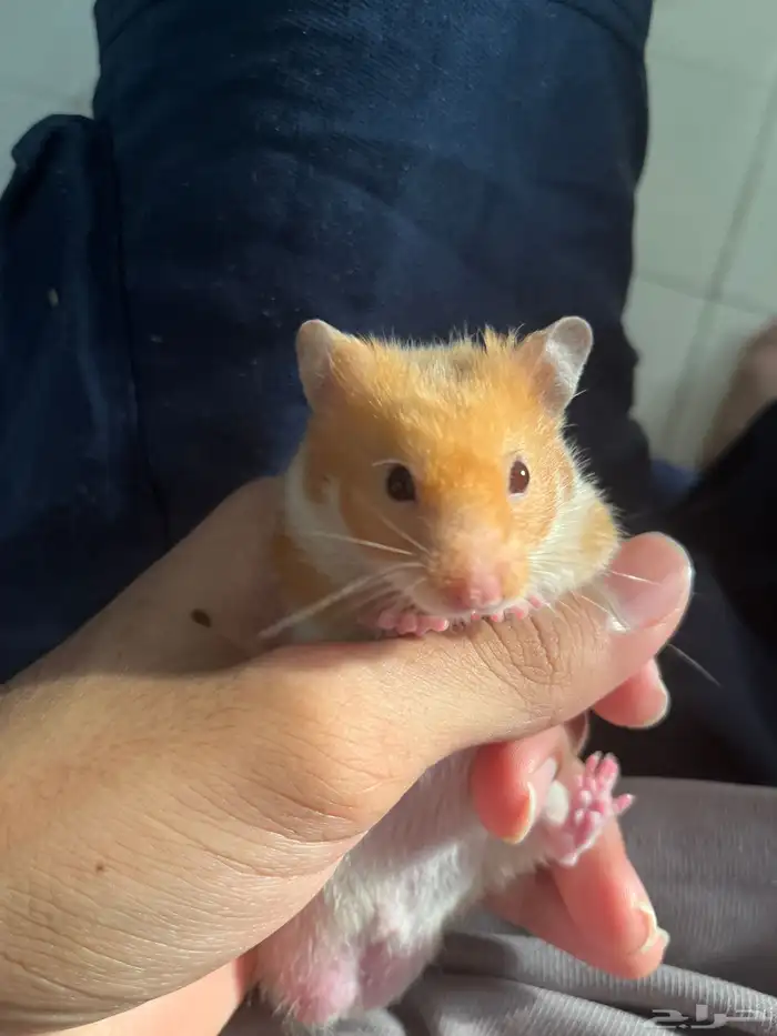 هامستر للبيع 4