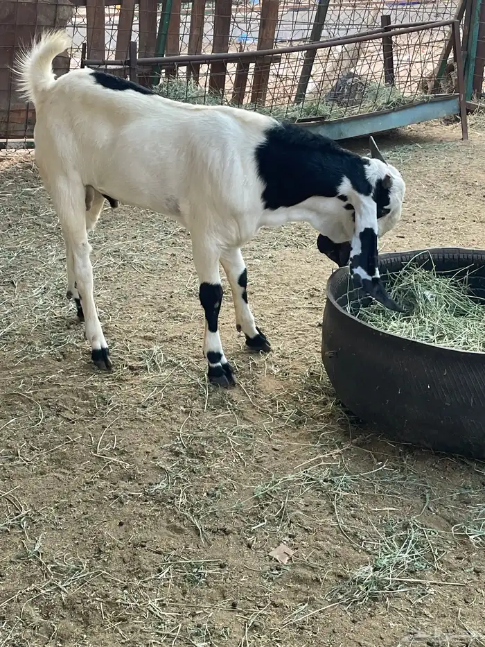 تيس هندي خرايط نادر 2