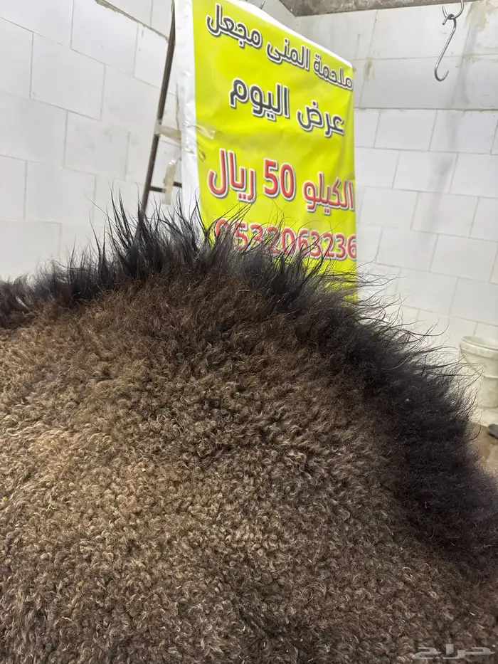 حاشي بلدي من البر  إليكم عمره (8) والطعم تحدي لا يفتك العرض 0