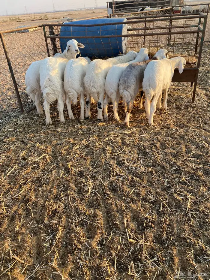 هرافى كلش خروف 0