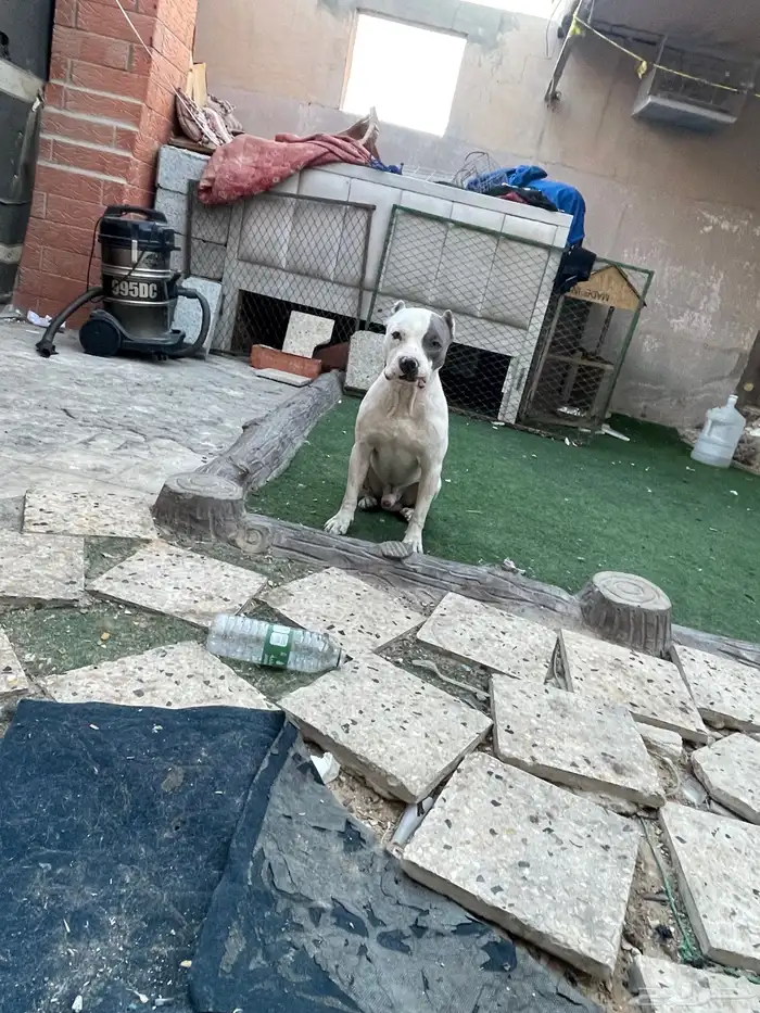 ذكر امريكن بولي 3