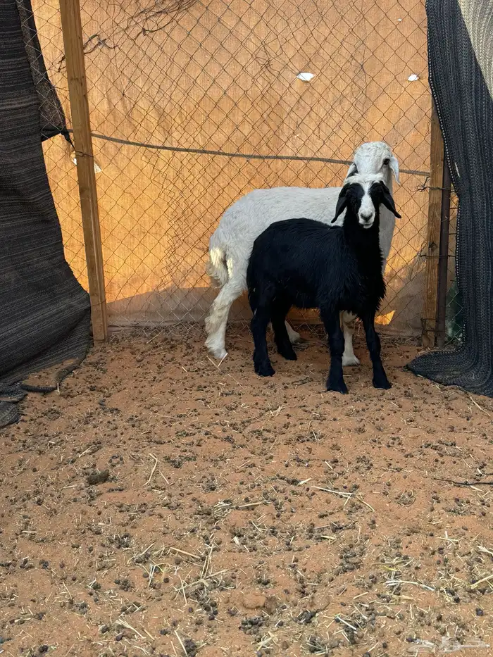 حري ونجديه 0