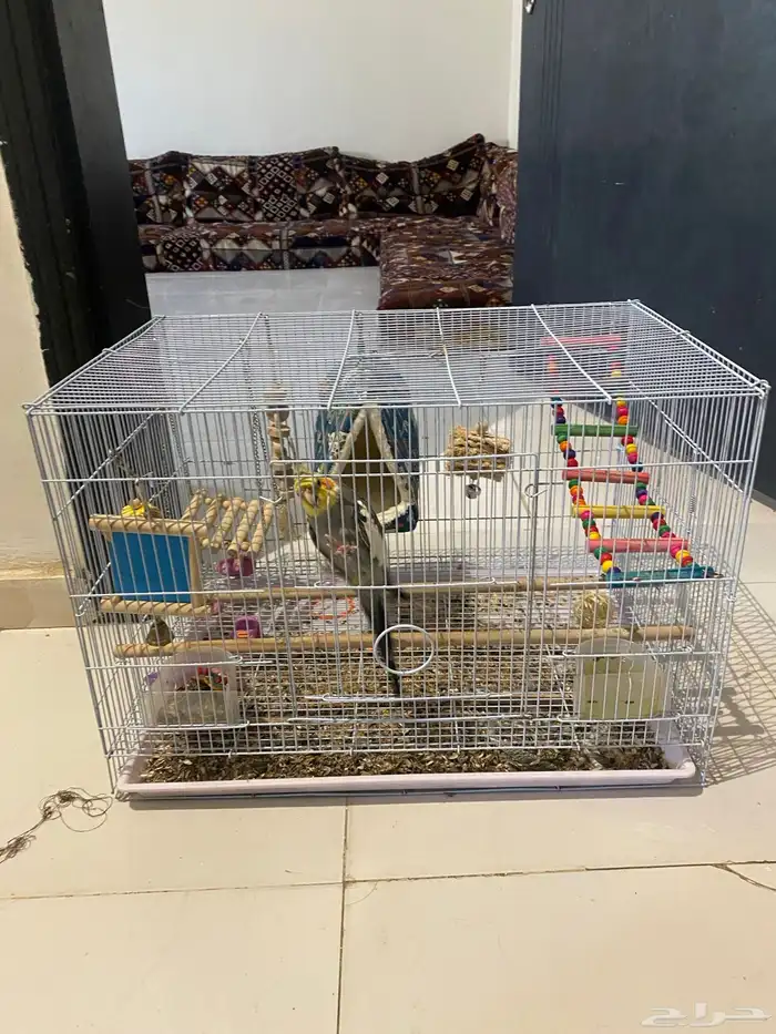 عصفور امزوني 2