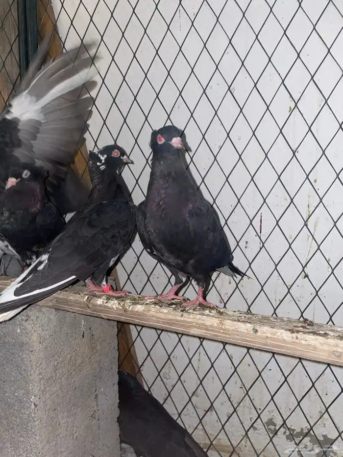 حمام قطيفي معقد 4