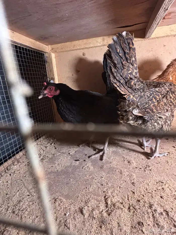 للبيع دجاج 1