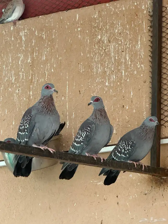 حمام ابو جفن افريقي حجم جامبو 0