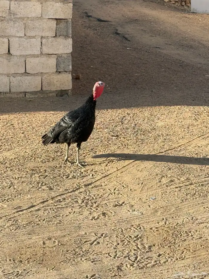 وز للبيع ودجاجة رومي 0