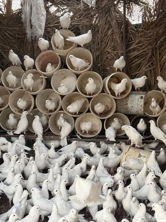 حمام فرنسي 4