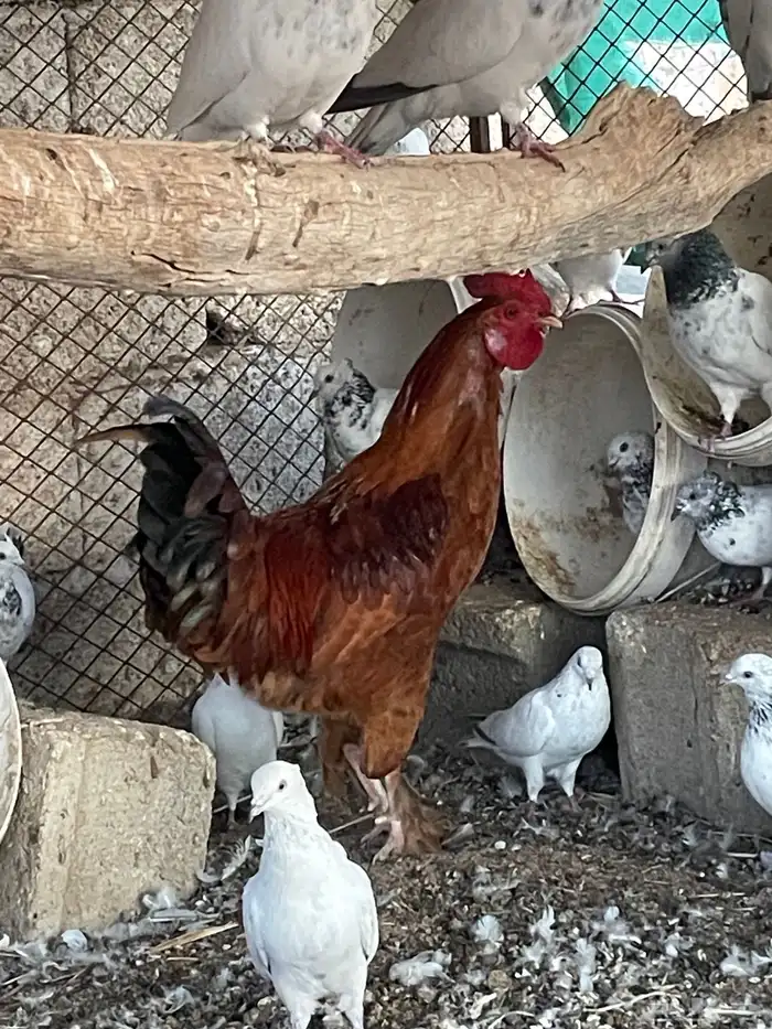 ديك مهجن براهما امه بلديه وبوه براهما عندي صور امه وبوه 0