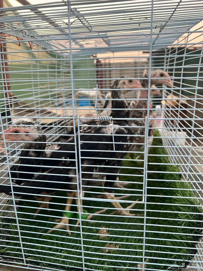 فروخ شامو ياباني 3