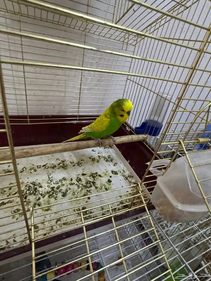 طيور الحب بادجى و روز للبيع 6