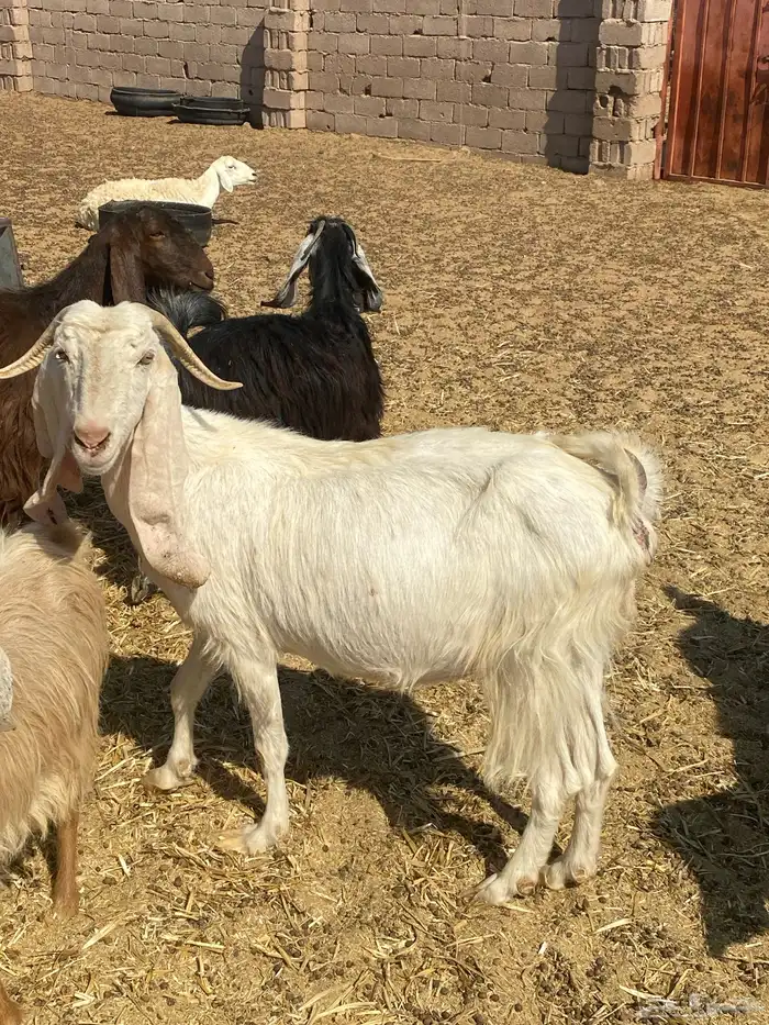 معزى مشروكات 3