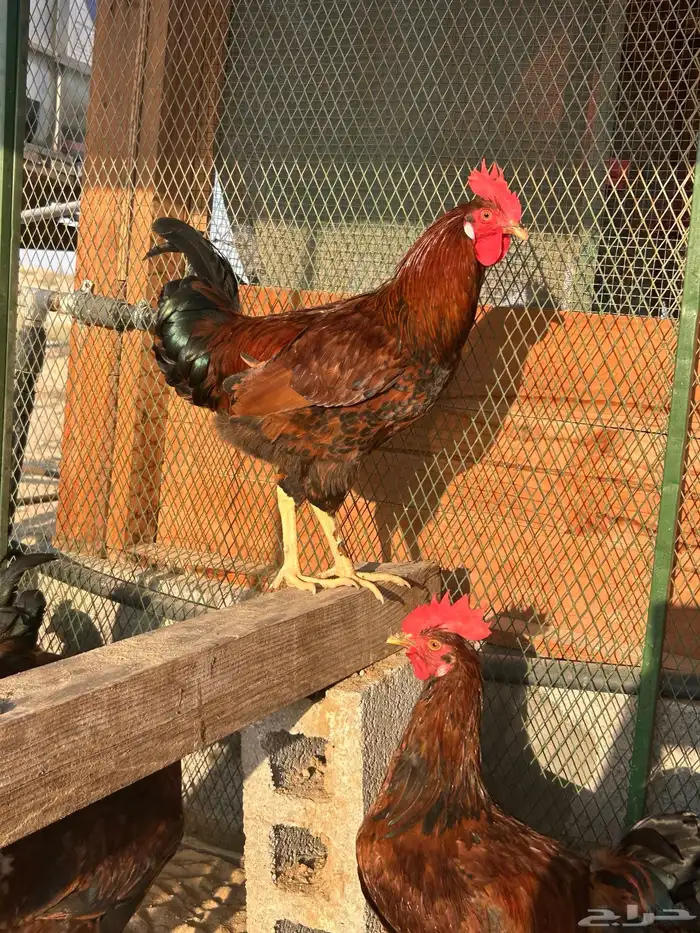 بيض دجاج فرنسي 0