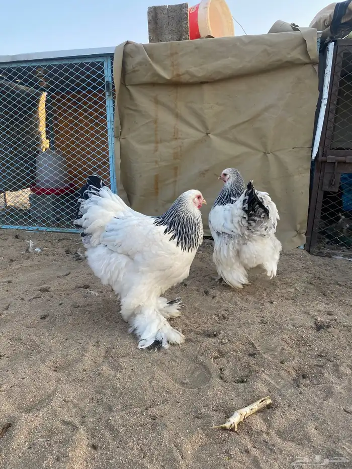 دجاج كولومبي 0