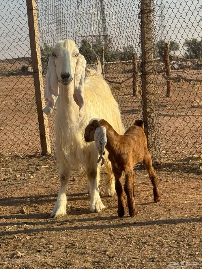 بيعن الله يبارك له معزا ولد مشاريك جروم وحليب 4